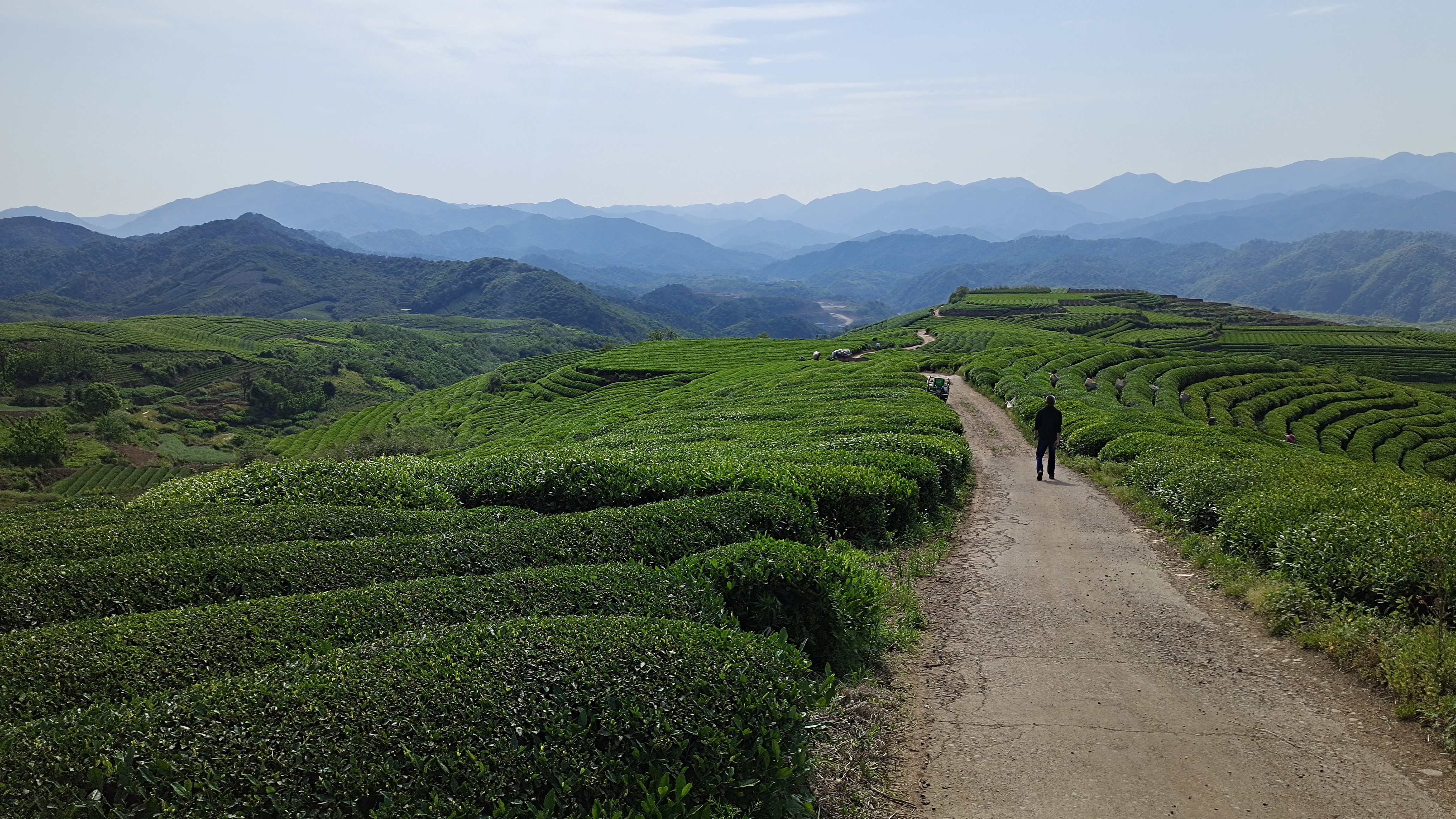 ruixing tea mountain