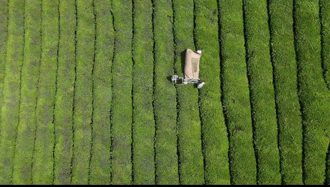 tea garden