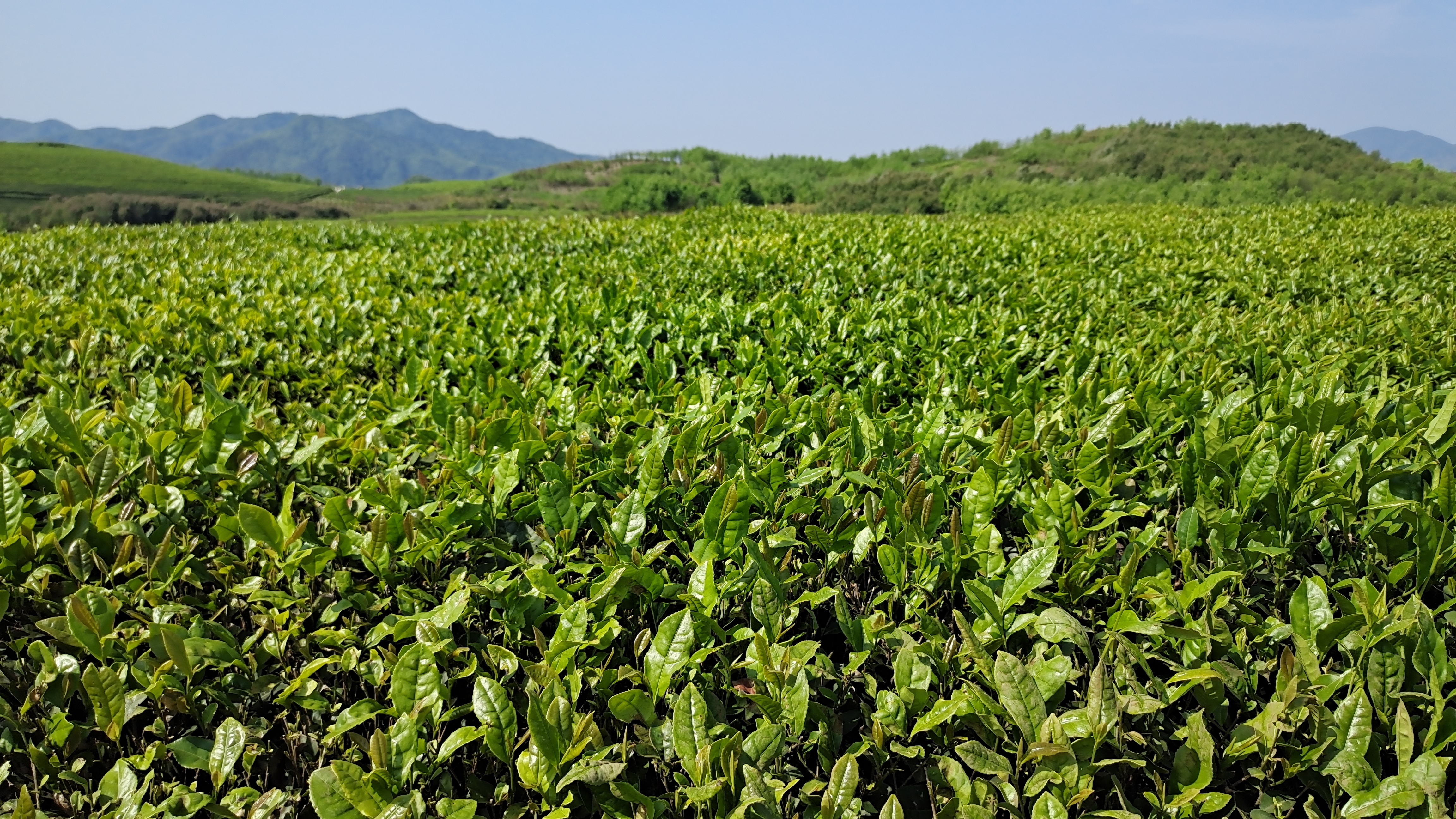 ruixing tea garden