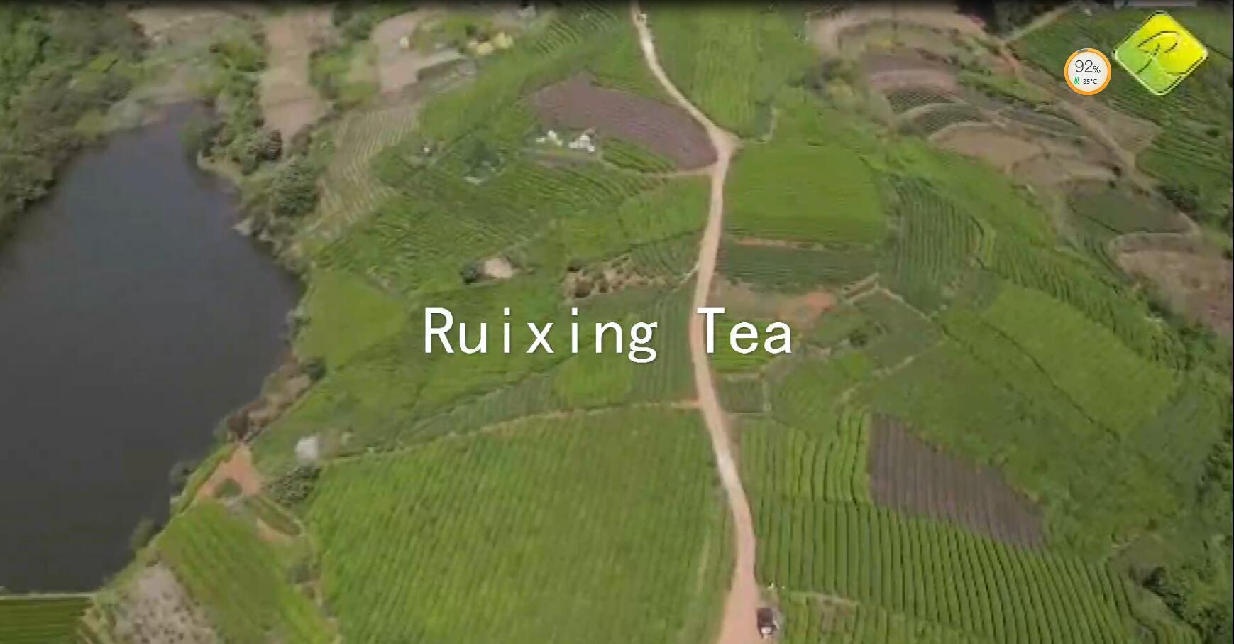 Ruixing Tea Mountain On-site Filming to supply premium quality green tea